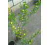 Жасмин чагарниковий (Jasminum fruticans)